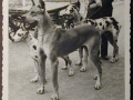 Mostra canina sotto il Fascismo-Hundeaustellung unter dem Faschismus 001 _19_.jpg