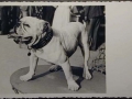 Mostra canina sotto il Fascismo-Hundeaustellung unter dem Faschismus 001 _24_.jpg