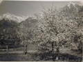 Bellissime immagini cartolina di Merano e dintorni- Viele wunderschoene Bilder von Meran und Umgebungen _68_.jpg