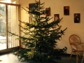 albero natale merlet1972001.jpg